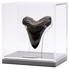 Fossil Megalodon "the Monster Shark" Tooth in Acrylic Custom Box