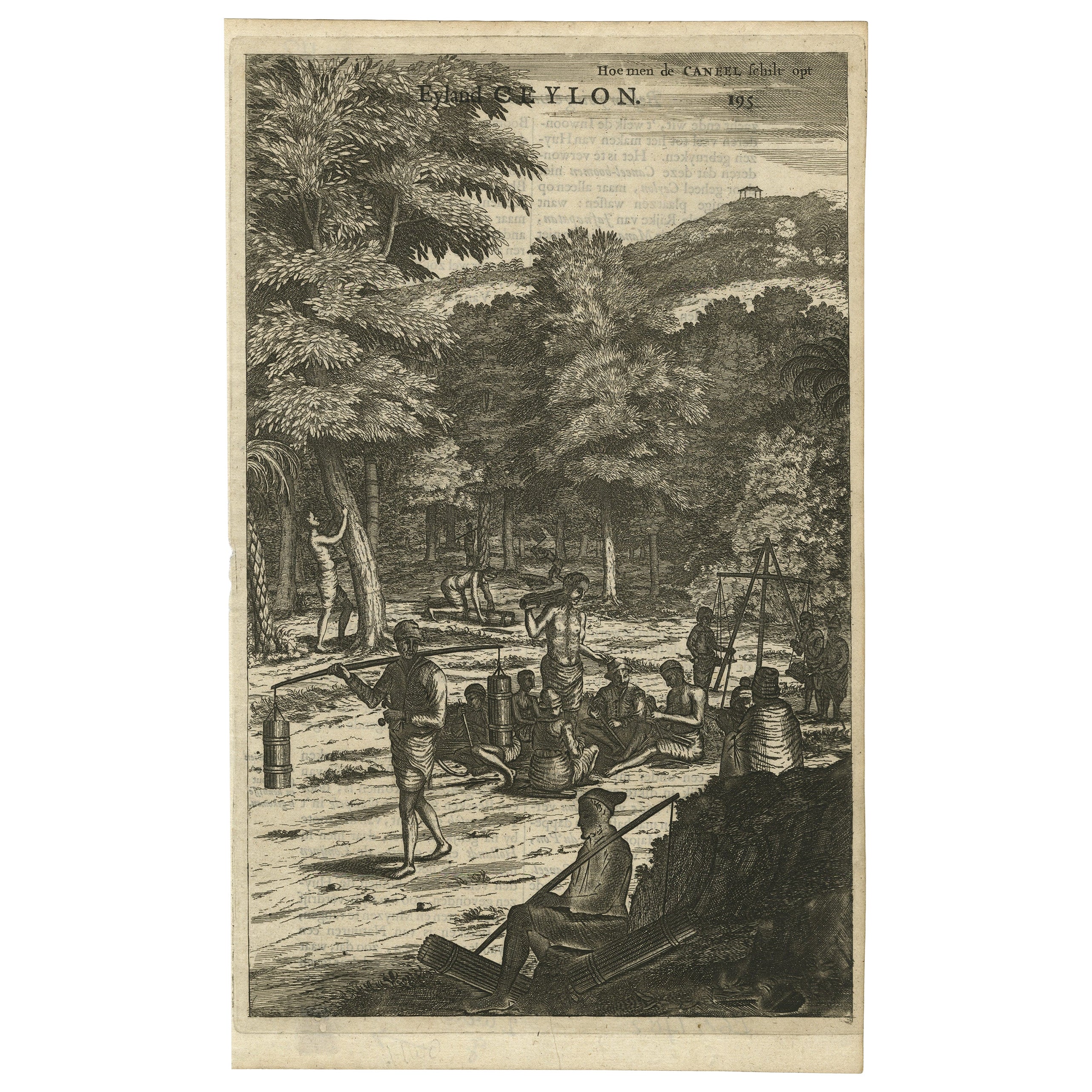 Old Print of Farmers Harvesting Cinnamon on the Island Ceylon or Sri Lanka, 1672