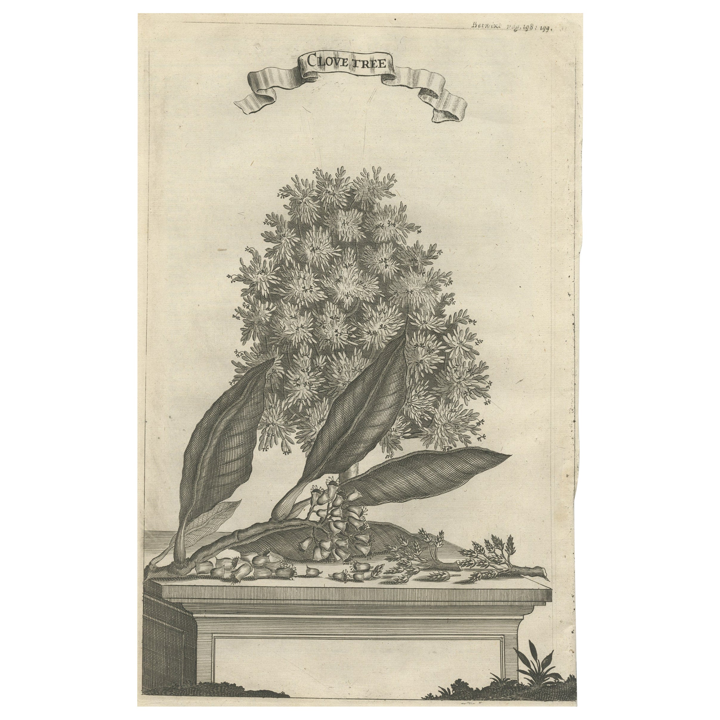 Rare Old Copper Engraving of a Clove Tree in the East Indies, Asia, 1659 For Sale