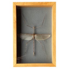 Wood Taxidermy