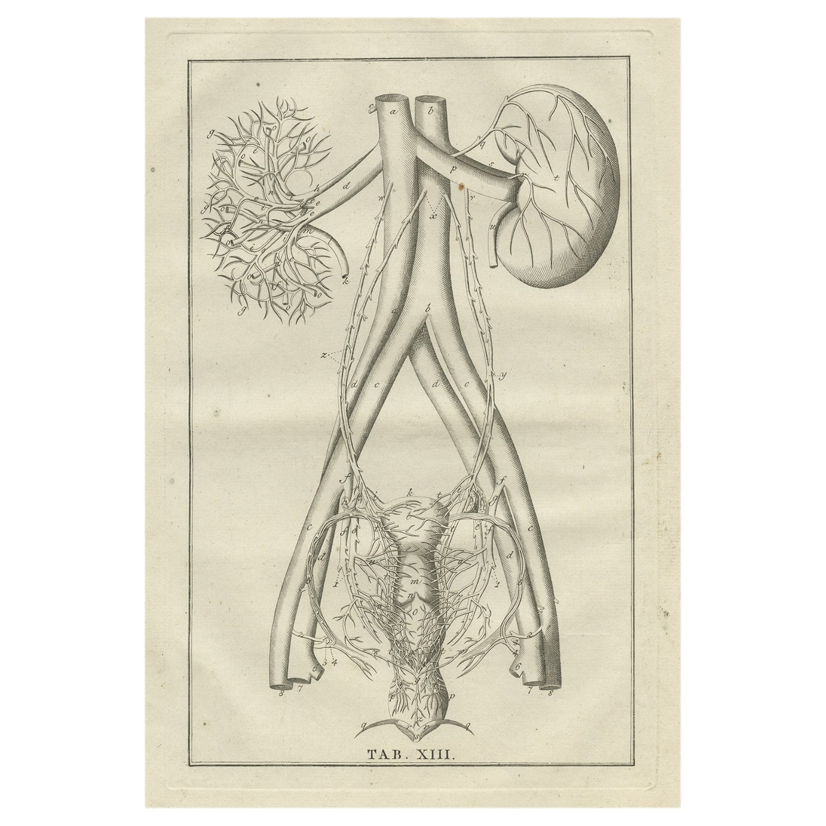 Antique Anatomy Print of the Endocrine System Showing Kidneys, Uterus, etc, 1798