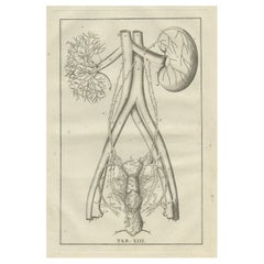 Antique Anatomy Print of the Endocrine System Showing Kidneys, Uterus, etc, 1798