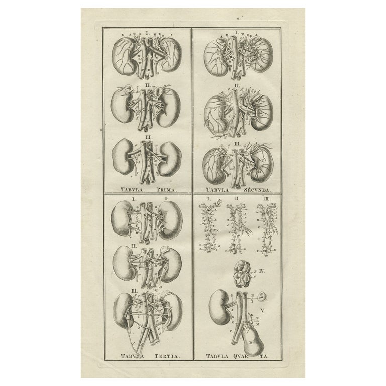 Antique Anatomy Print of the Endocrine System Showing Kidneys, Veins ...