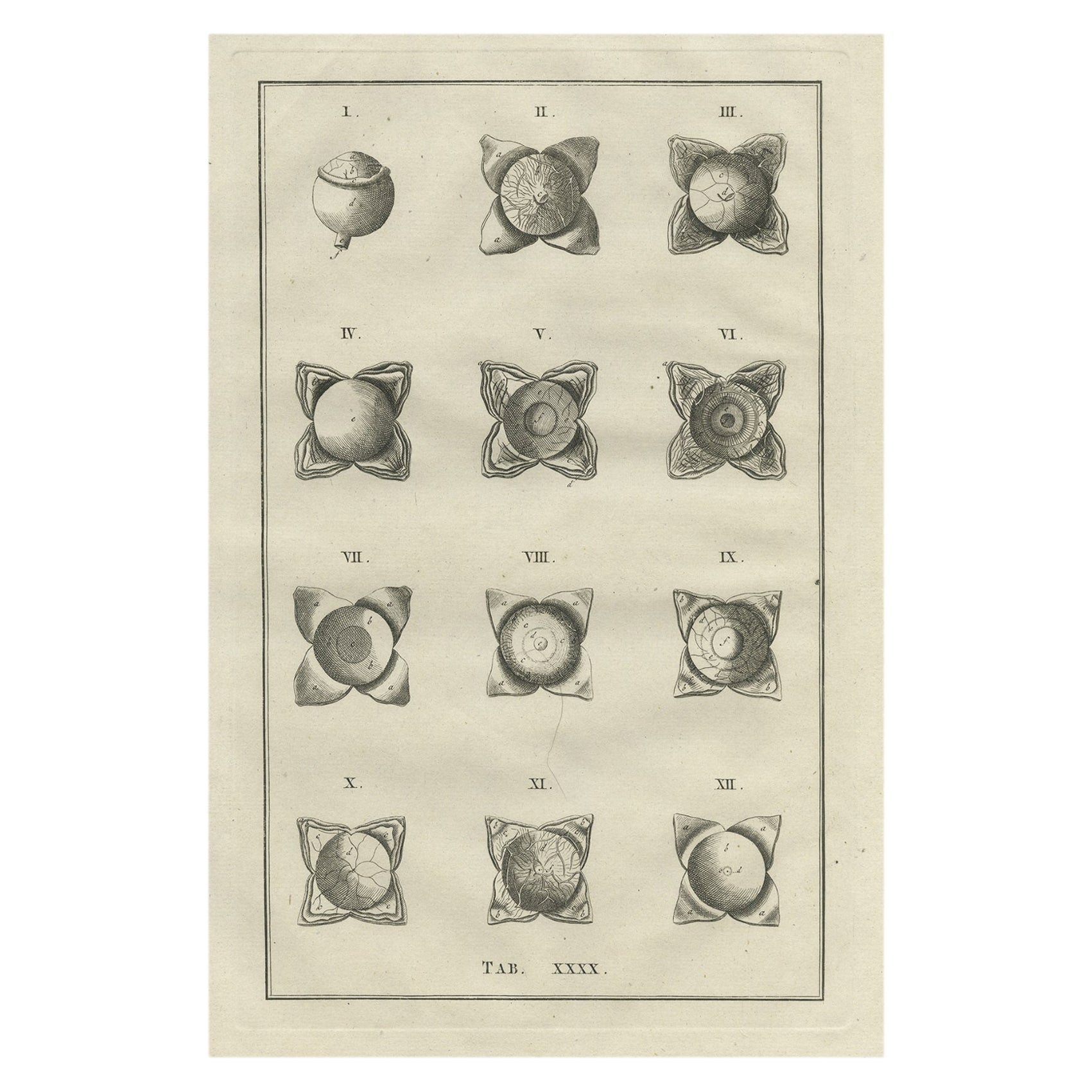 Impression médicale ancienne de l'anatomie de l'œil, 1798