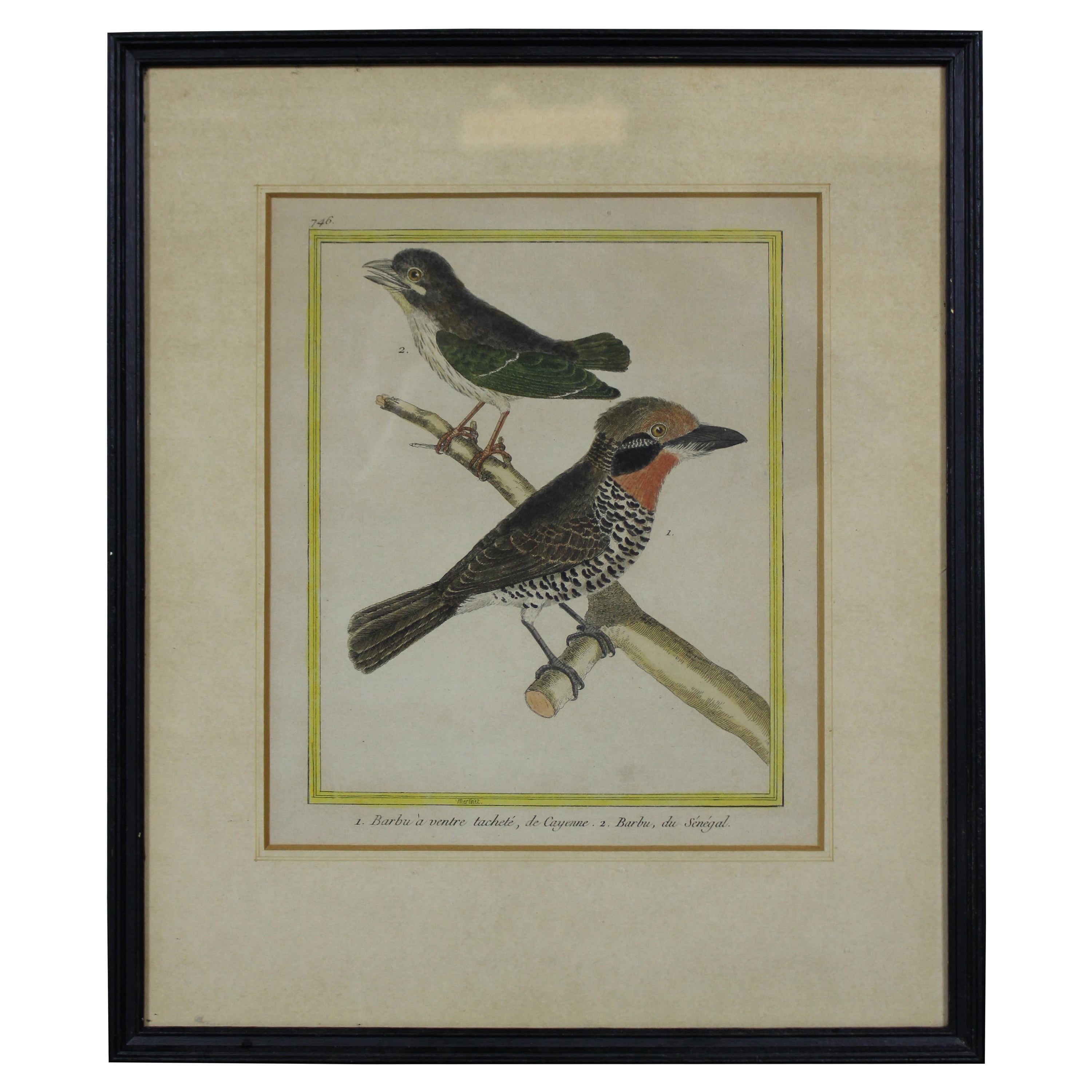 Gravures françaises anciennes encadrées d'oiseaux tropicaux de couleur François Martinet du 18ème siècle