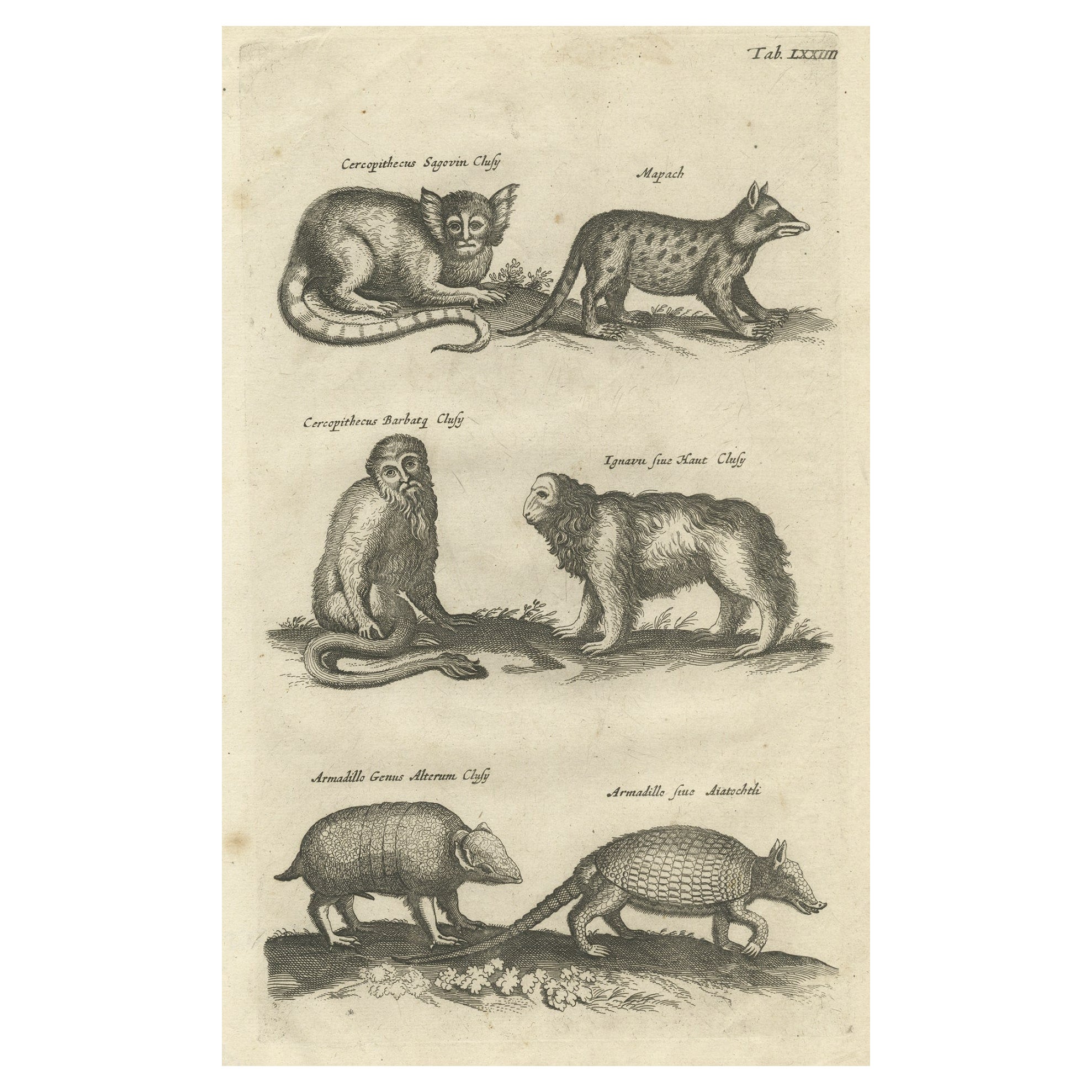 Antique Engraving Showing Animals of the Guenon & Armadillo Species, 1657 For Sale