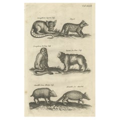 Antique Engraving Showing Animals of the Guenon & Armadillo Species, 1657