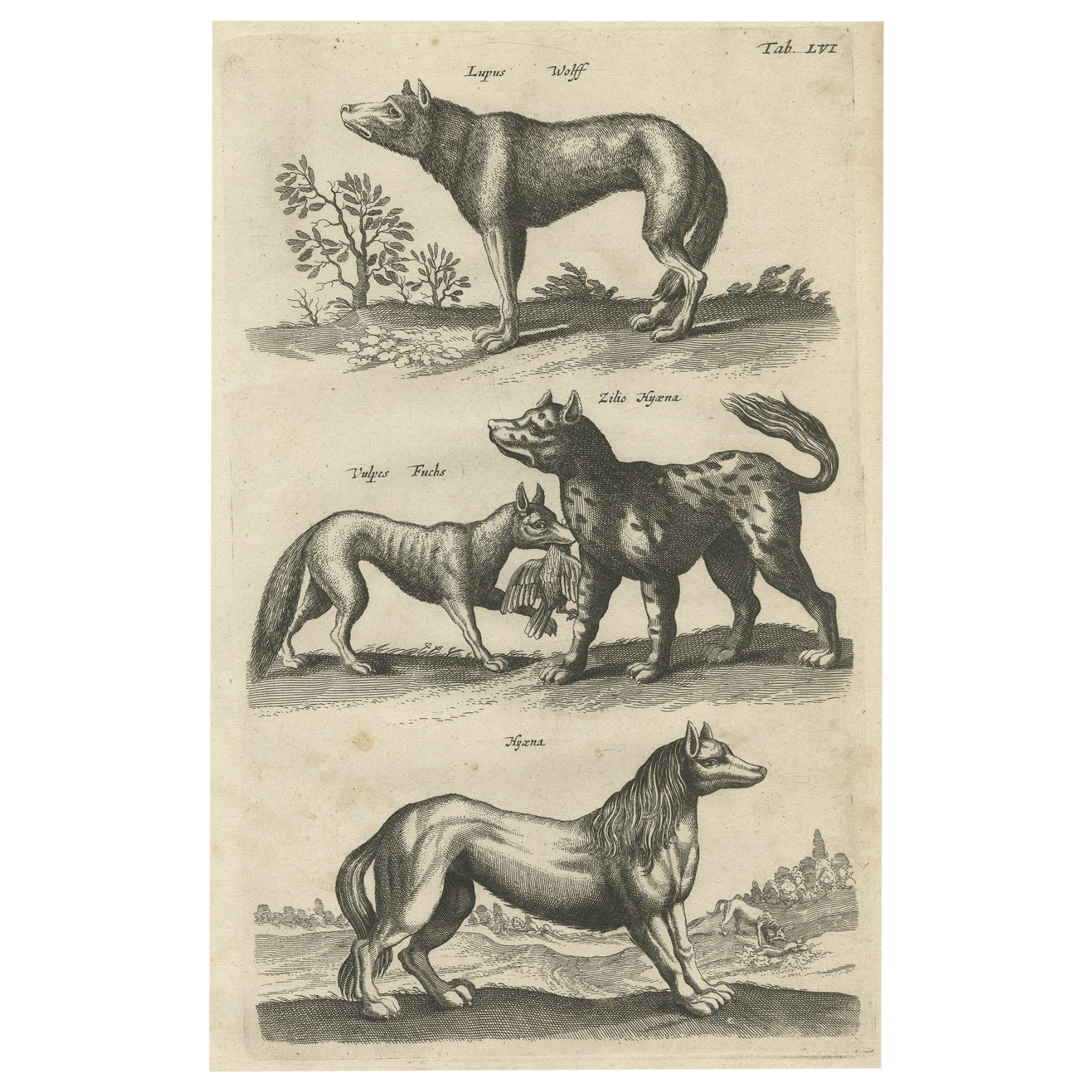 Original Antique Engraving of a Vox, Wolf and Hyenas, 1657 For Sale