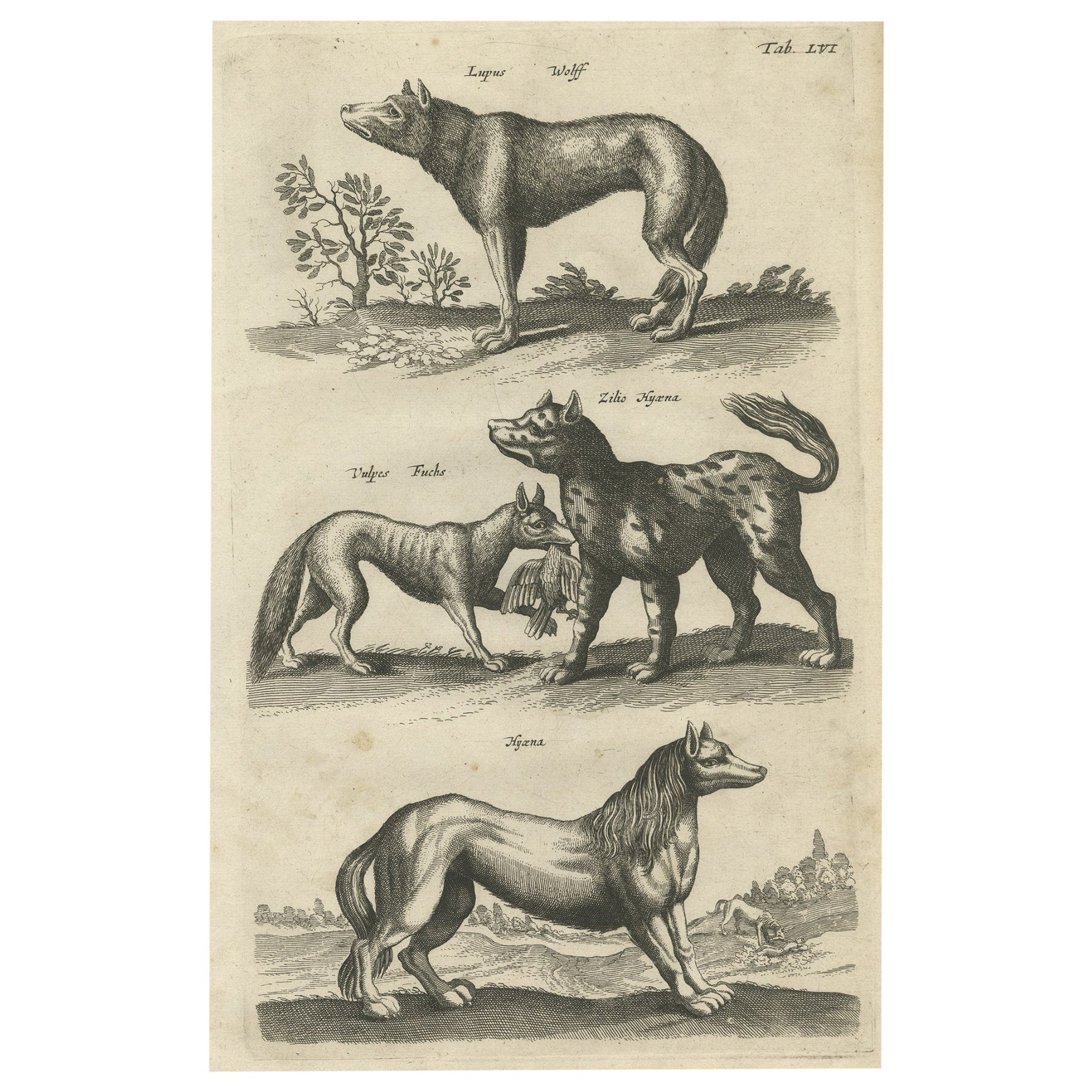 Gravure ancienne d'origine d'un Vox, d'un loup et d'un Hyenas, 1657