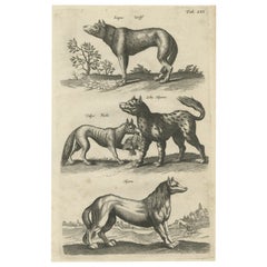 Original Antique Engraving of a Vox, Wolf and Hyenas, 1657