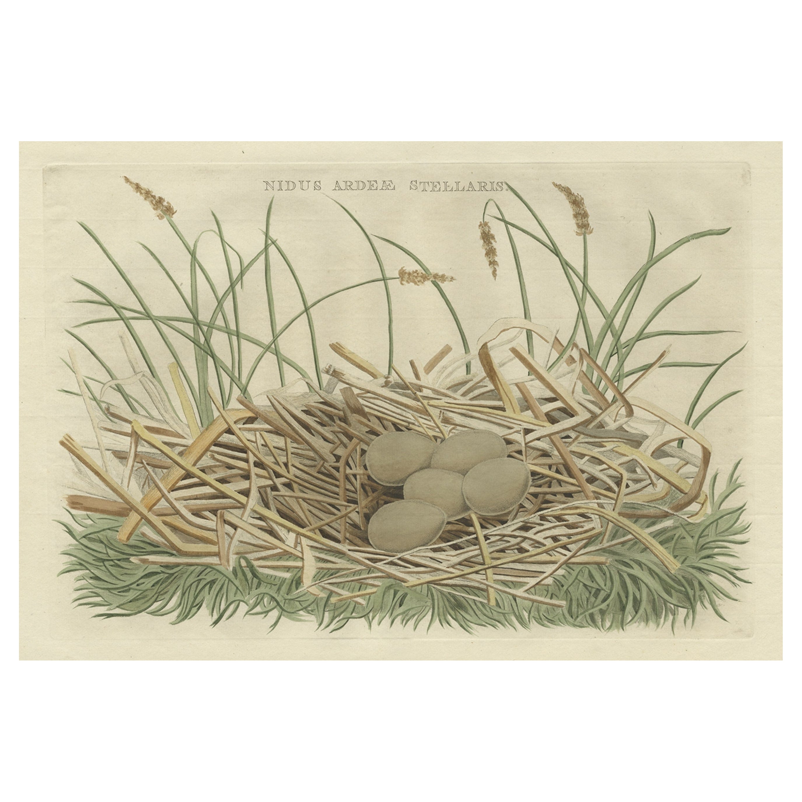 Birds Nest and Eggs of the Eurasian Bittern oder Great Bittern, 1770