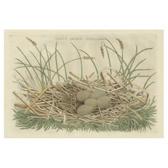 Antique Birds Nest and Eggs of the Eurasian Bittern or Great Bittern, 1770