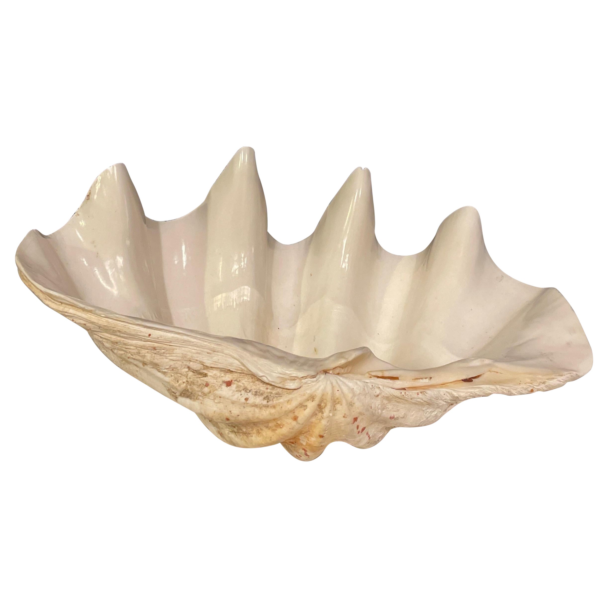 Tridacna Giga Clam Shell