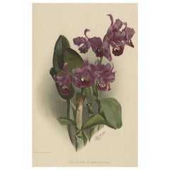 Gorgeous Impressive Large Folio Size Antique Print of the Orchid, 1888