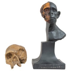 Anthropology Study of Man Sculpture & Skull University Museum Philadelphia, 1925