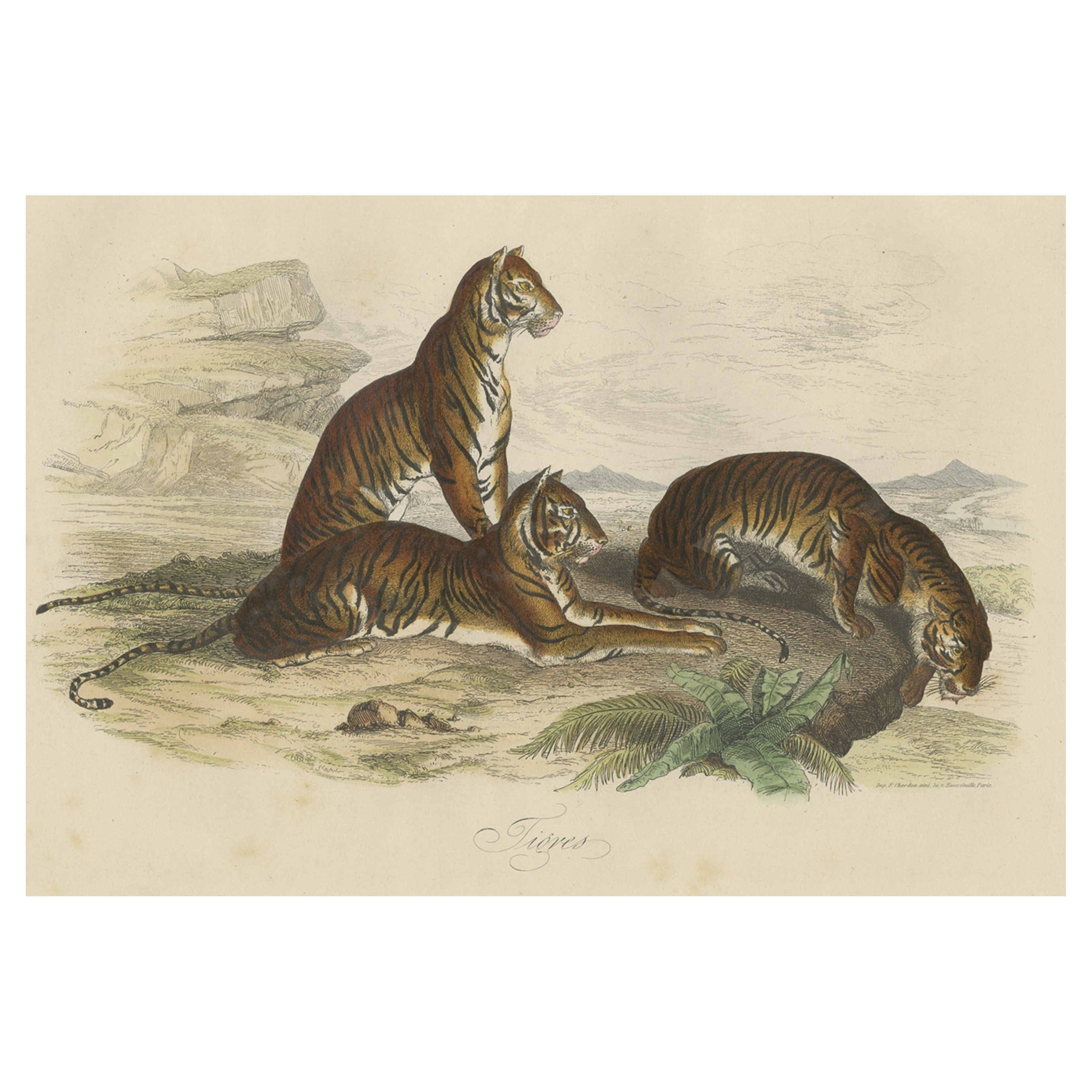 Antique Hand-Colored Print of Tigers, 1854