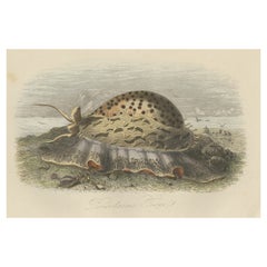 Original Hand-Colored Print of Cypraea Tigris, Also Known as Tiger Cowrie, 1854