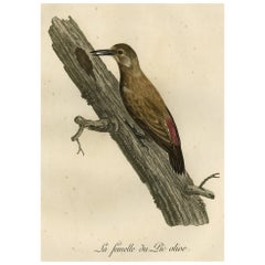 Original Hand-Colored Print of The Female Green Woodpecker, 1799