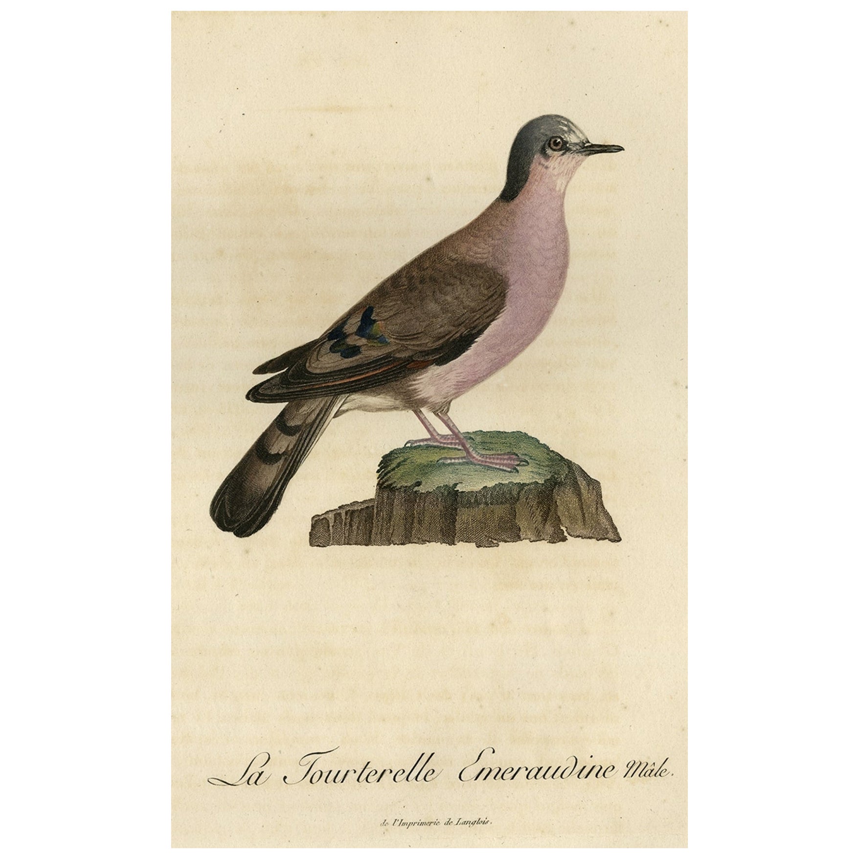 Impression d'oiseau original coloré à la main d'une colombe de tortue masculine, 1801