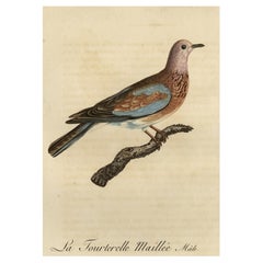 Original Antique Handcolored Bird Print of a Male Laughing Dove, 1803