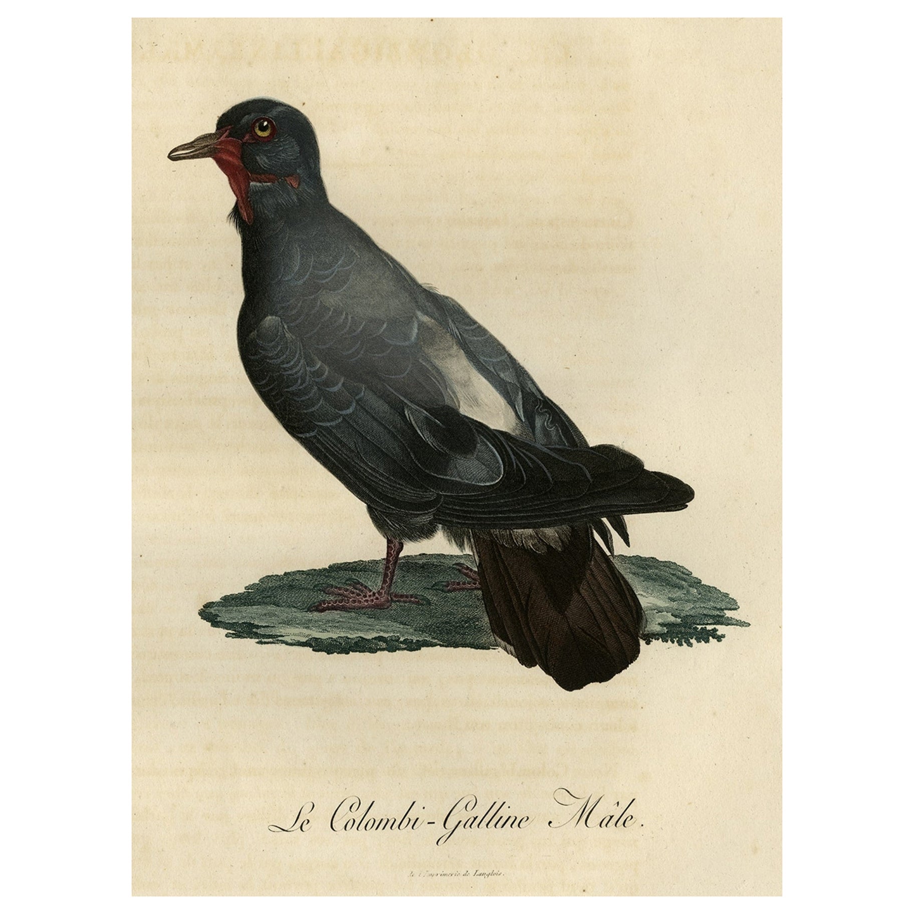 Antiker handkolorierter Vogeldruck einer Taube mit dem Namen Le Colombi-Galline, männlich, 1800