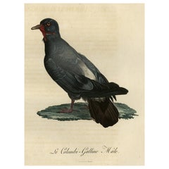 Antique Handcolored Bird Print of a Dove Named Le Colombi-Galline, Male, 1800