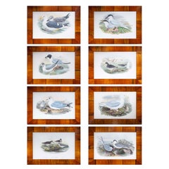 Ensemble de 8 estampes anciennes de mouettes de mer par John Gould, de The Birds of Great Britain