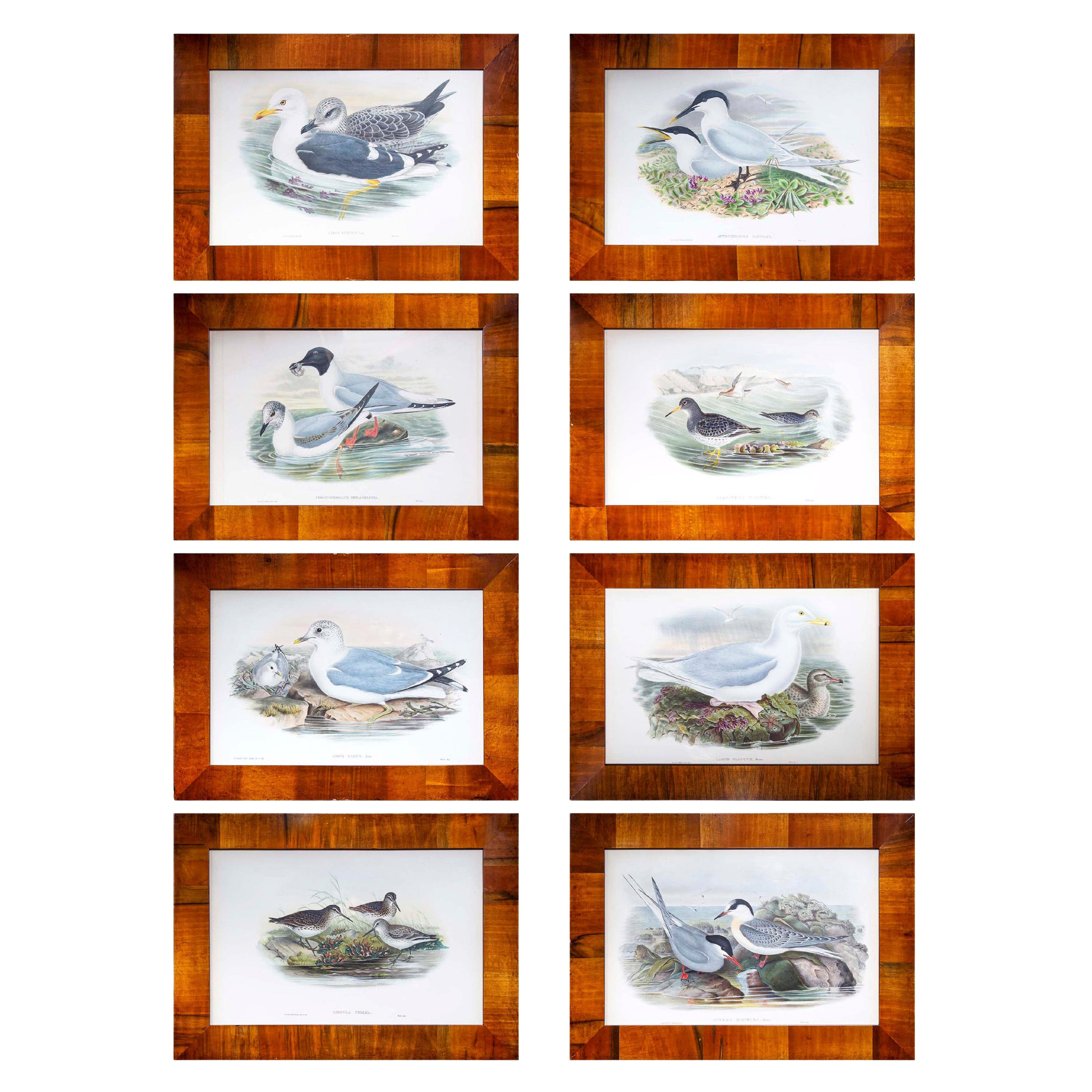 Set of Eight 19th Century Seagull Prints by John Gould For Sale