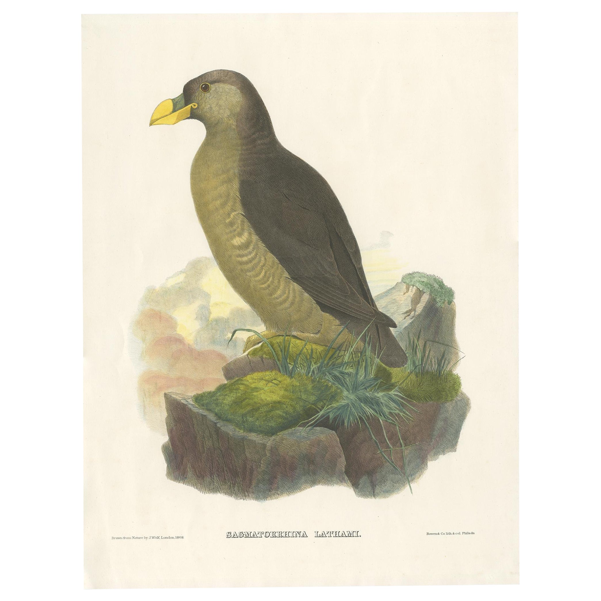 Original Antique Bird Print Depicting Latham's Guillemot, 1868 For Sale