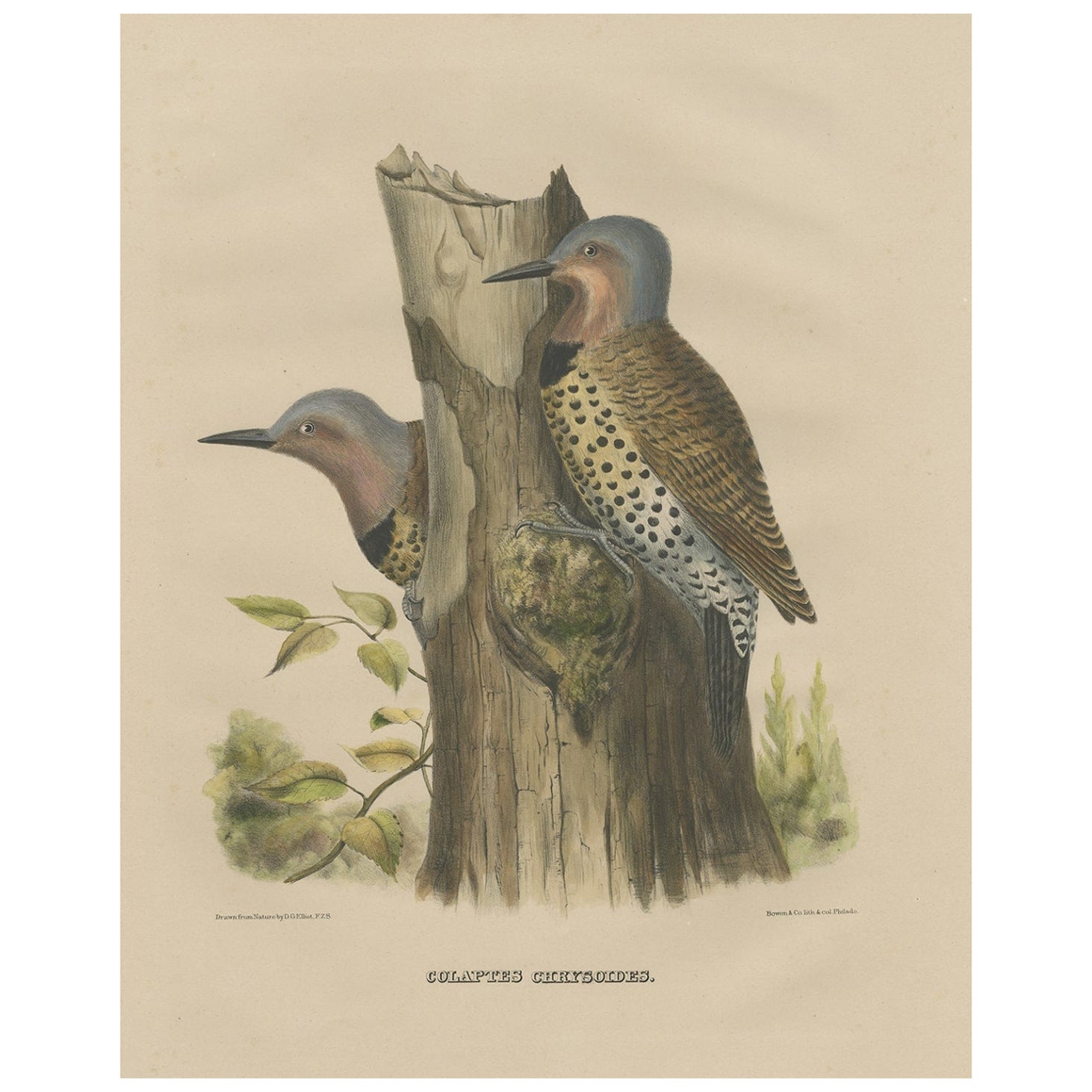 Large Old Bird Print Depicting Two Gilded Flickers, 1869 For Sale