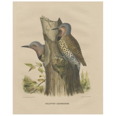 Large Old Bird Print Depicting Two Gilded Flickers, 1869