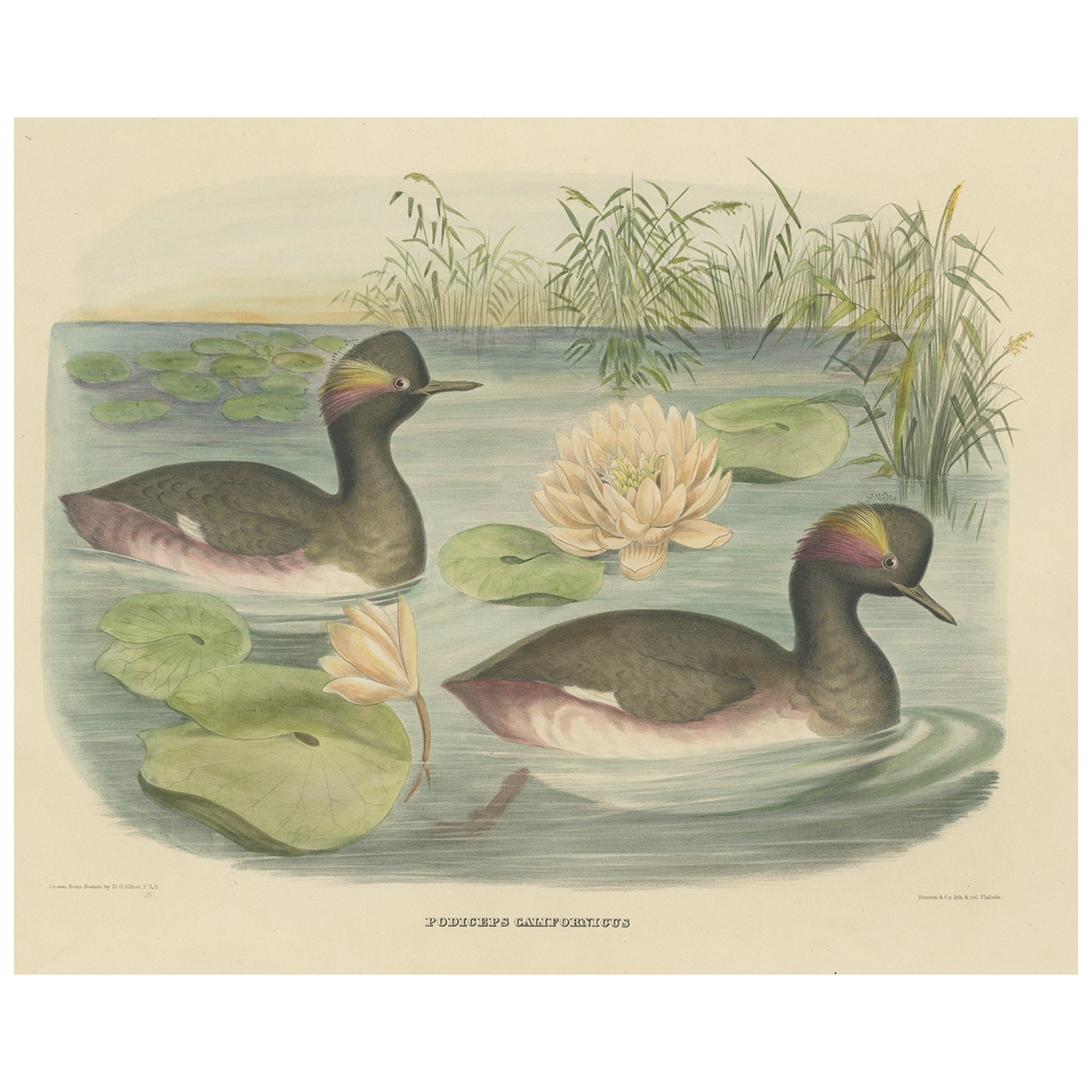 Two Black-Necked Grebes Rare Large Antique Bird Print, 1869 For Sale