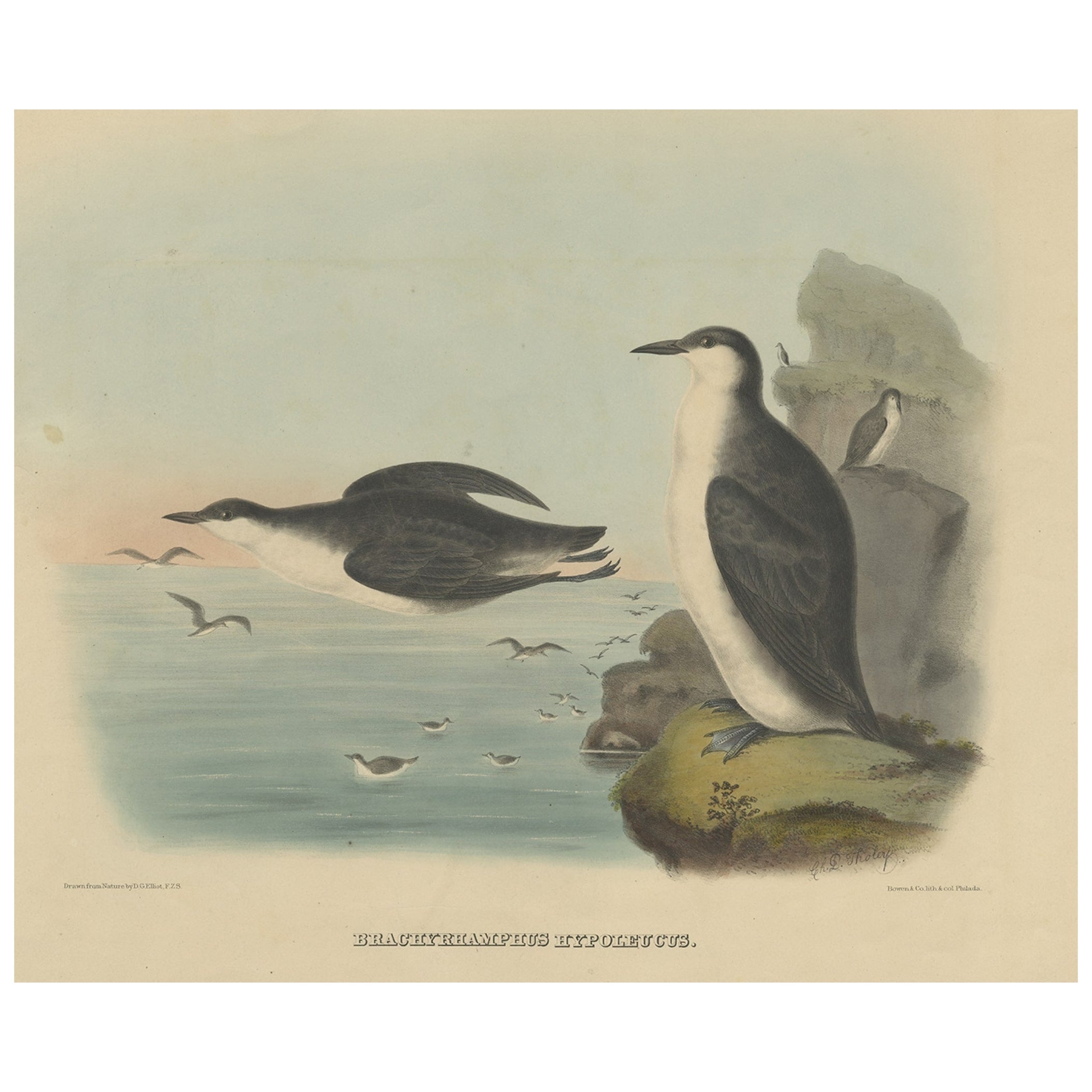 Rare grand tirage oiseau ancien représentant des murrlettes de Xantus, 1869