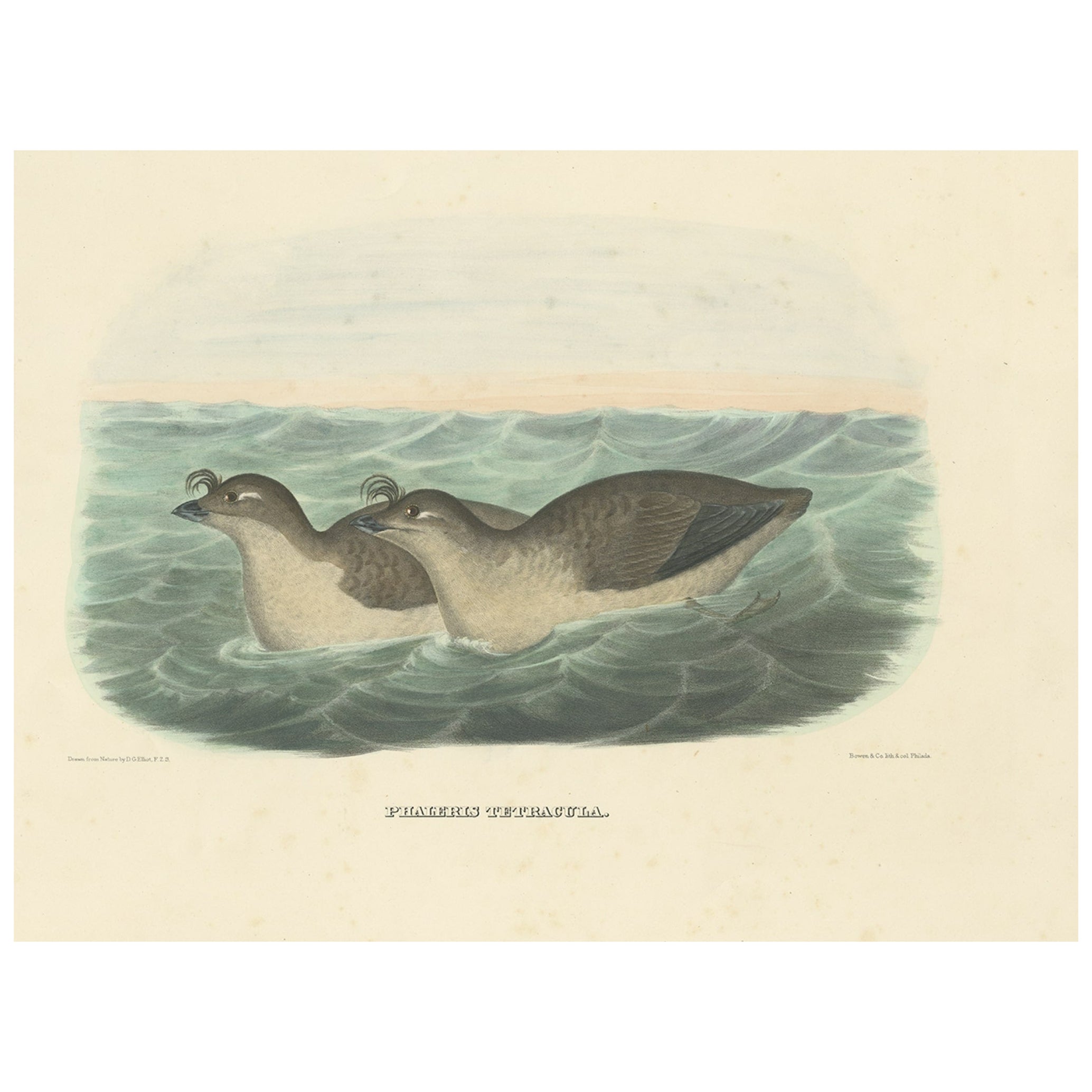 Rare Original Old Bird Print Depicting the Pacific Dovekie, 1869 For Sale