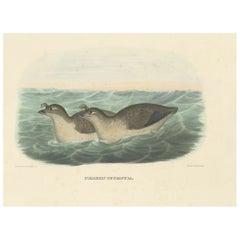 Rare et originale estampe d'oiseau représentant un colombeau du Pacifique, 1869