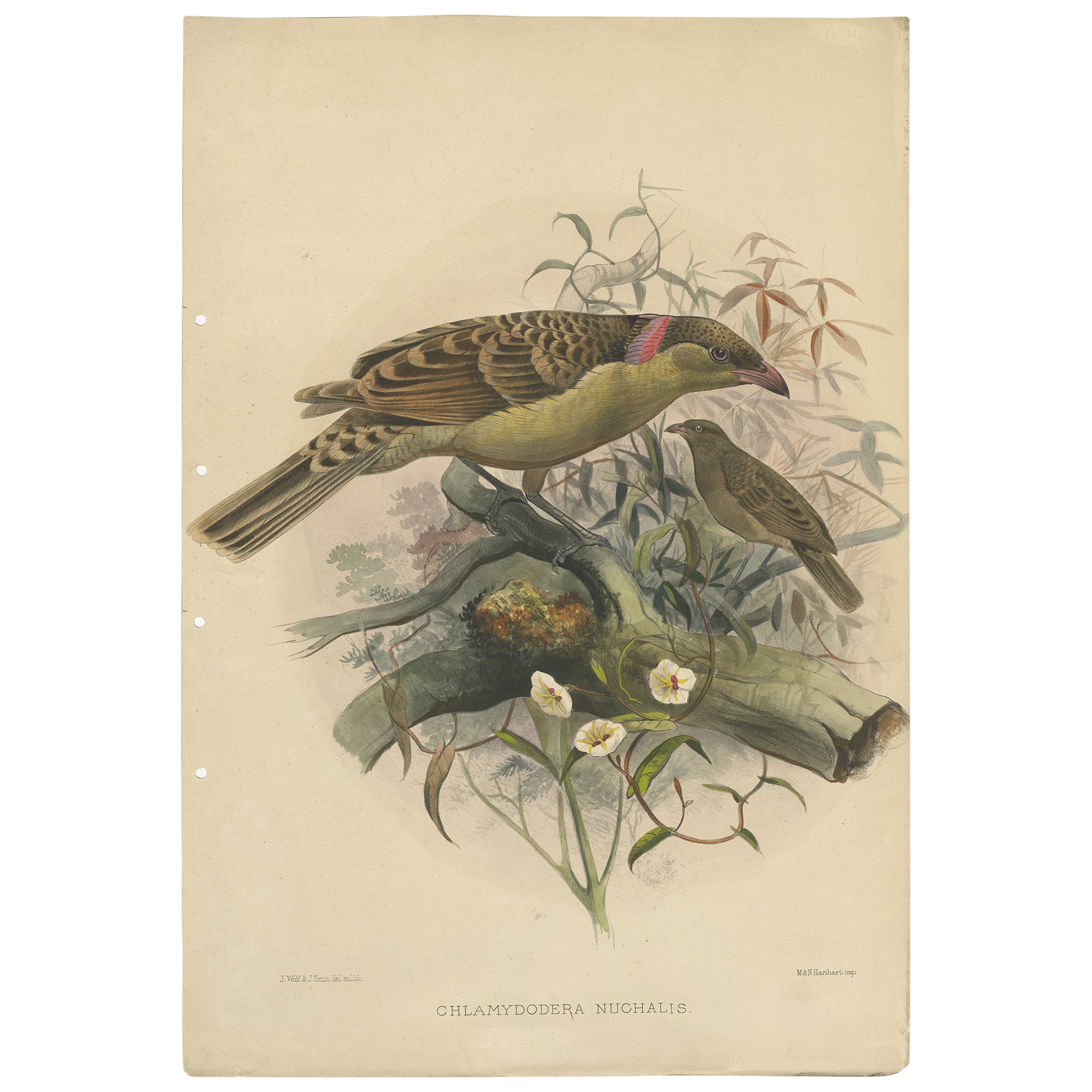 Grand tirage original rare et unique de l'oiseau oiseau gris « The Great Grey Bowerbird », 1869 en vente