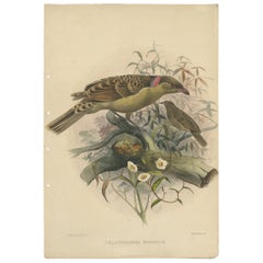 Large Rare Original Anique Bird Print of The Great Grey Bowerbird, 1869