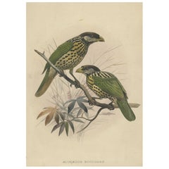 Originaler antiker Vogeldruck mit weiem Katzenvogel, 1869
