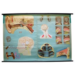 Vintage Sense of Hearing and Balance Equilibrum Wall Chart Medical Poster