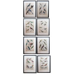 Set of 8 Antique Bird Prints in Faux Bamboo Frames, 1830s
