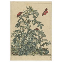 Rare and Beautiful Original Antique Print of Butterflies, 1774