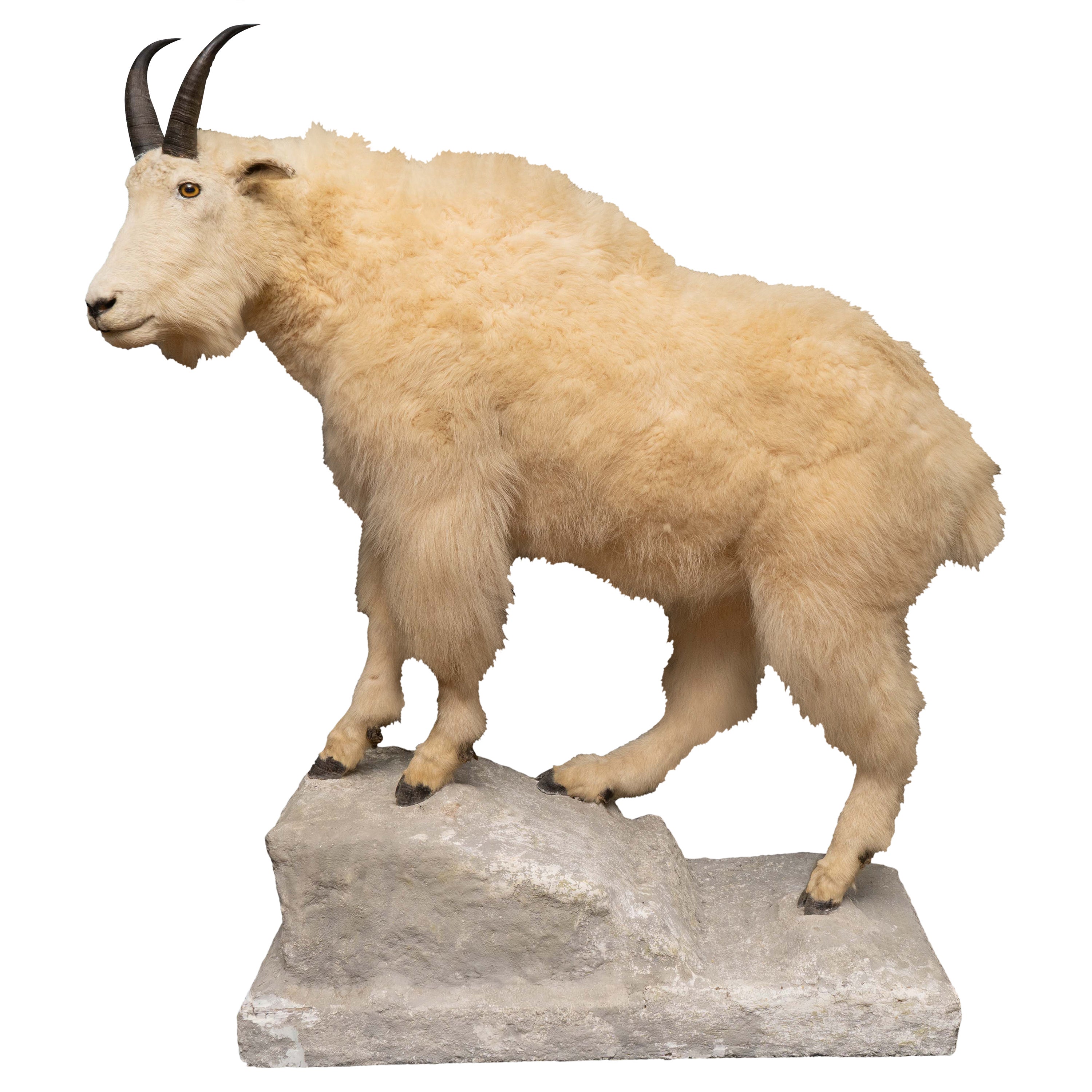 Naturalistic Life Size Mounted Premier Quality Mountain Goat For Sale