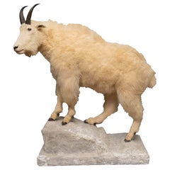 Naturalistic Life Size Mounted Premier Quality Mountain Goat