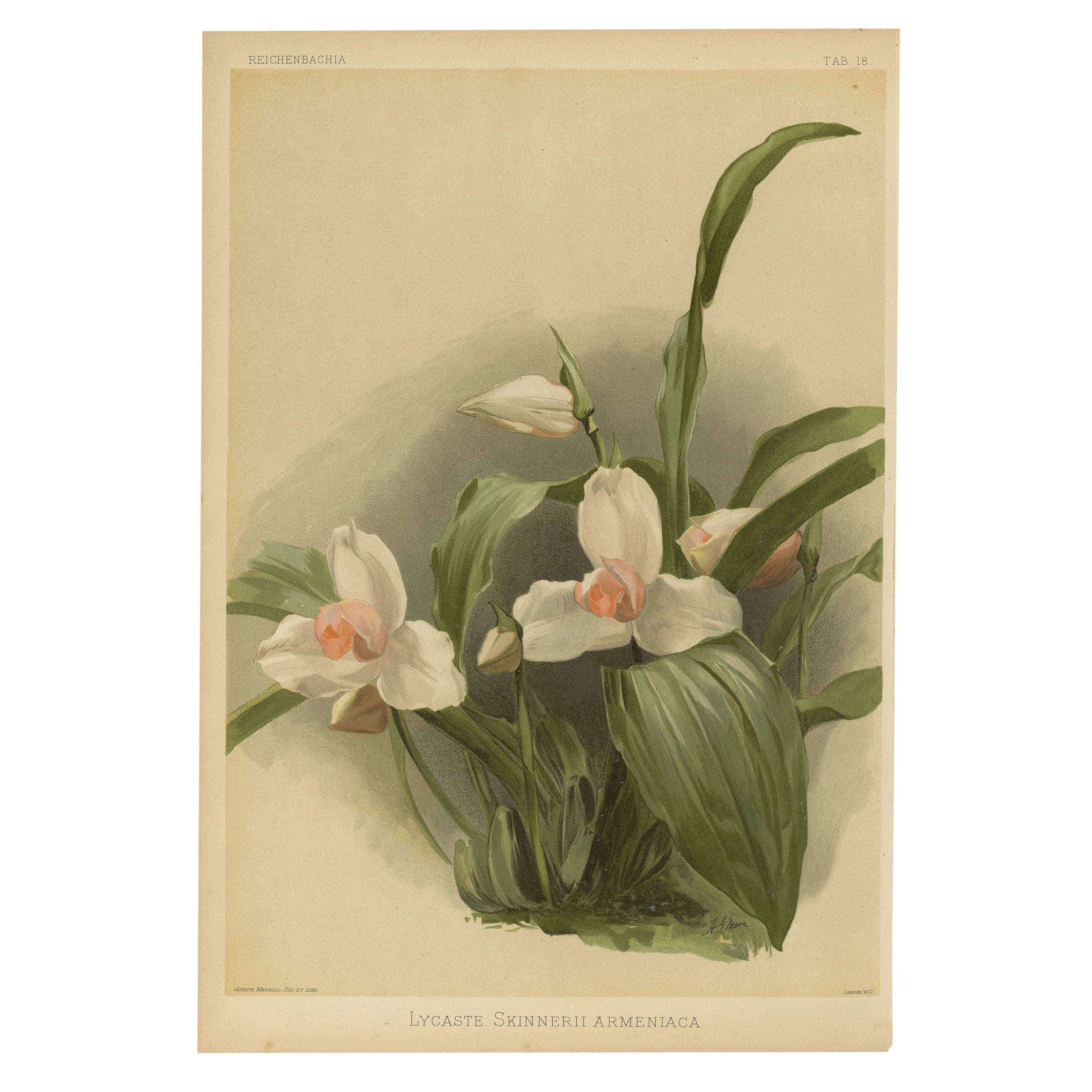 Large Antique Print of the Orchid Lycaste Skinneri or Lycaste Virginalis, 1888 For Sale