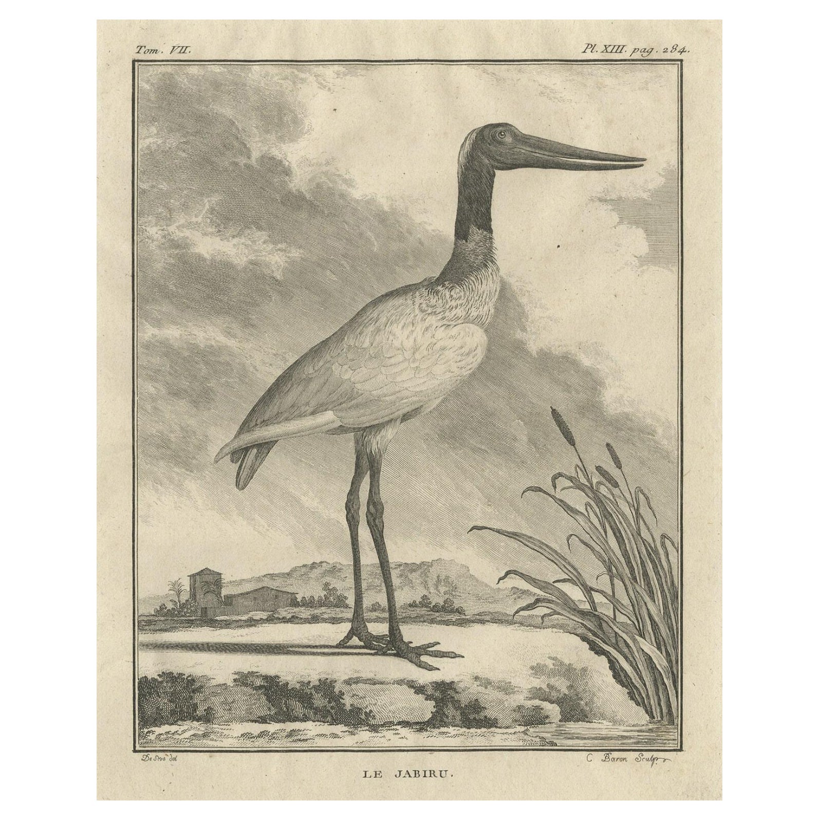 Original Kupferstich eines Vogeldrucks des Jabiru-Sterpenvogels, 1795