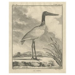 Antique Original Copper Engraving of a Bird Print of the Jabiru Stork Bird, 1795