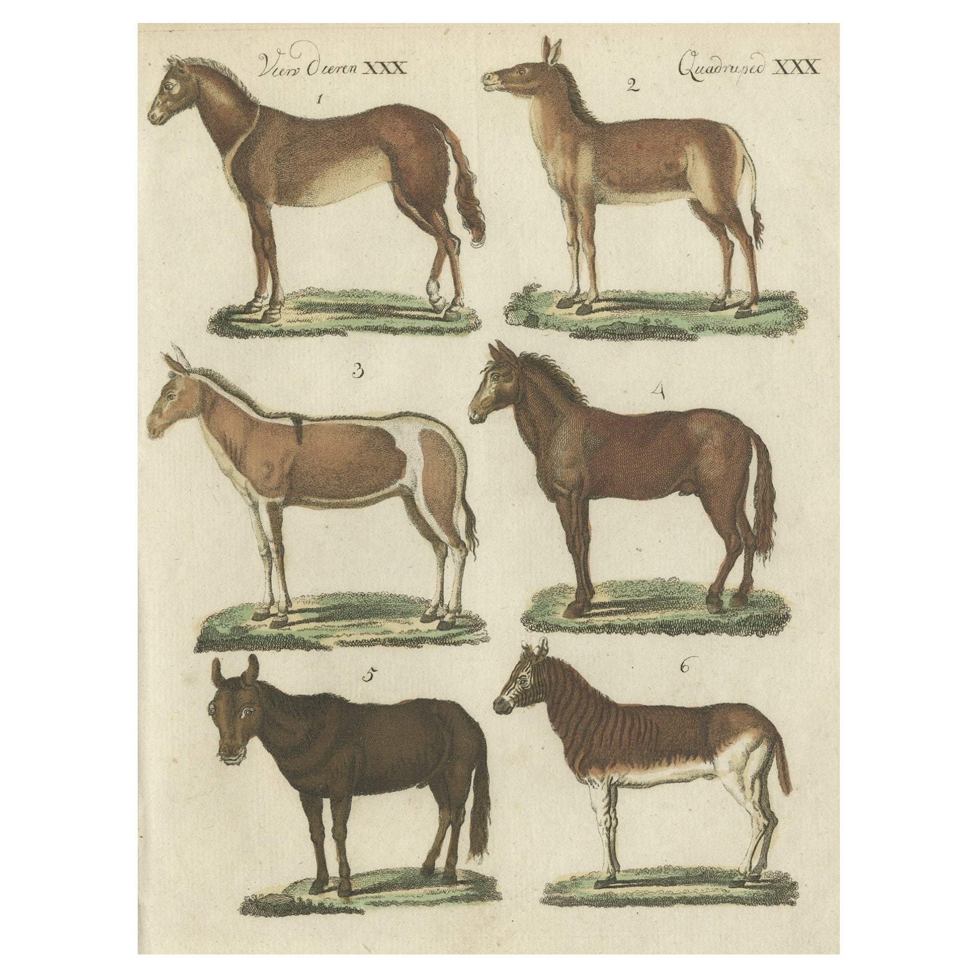 Print from a Rare Unknown Dutch work Showing Mules, Horses, Donkeys, etc., 1800 For Sale