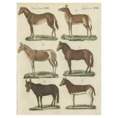 Antique Print from a Rare Unknown Dutch work Showing Mules, Horses, Donkeys, etc., 1800