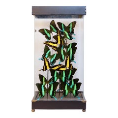 Display Box of Green and Yellow Emperor Ulysses Butterflies, Belgium, 1960s