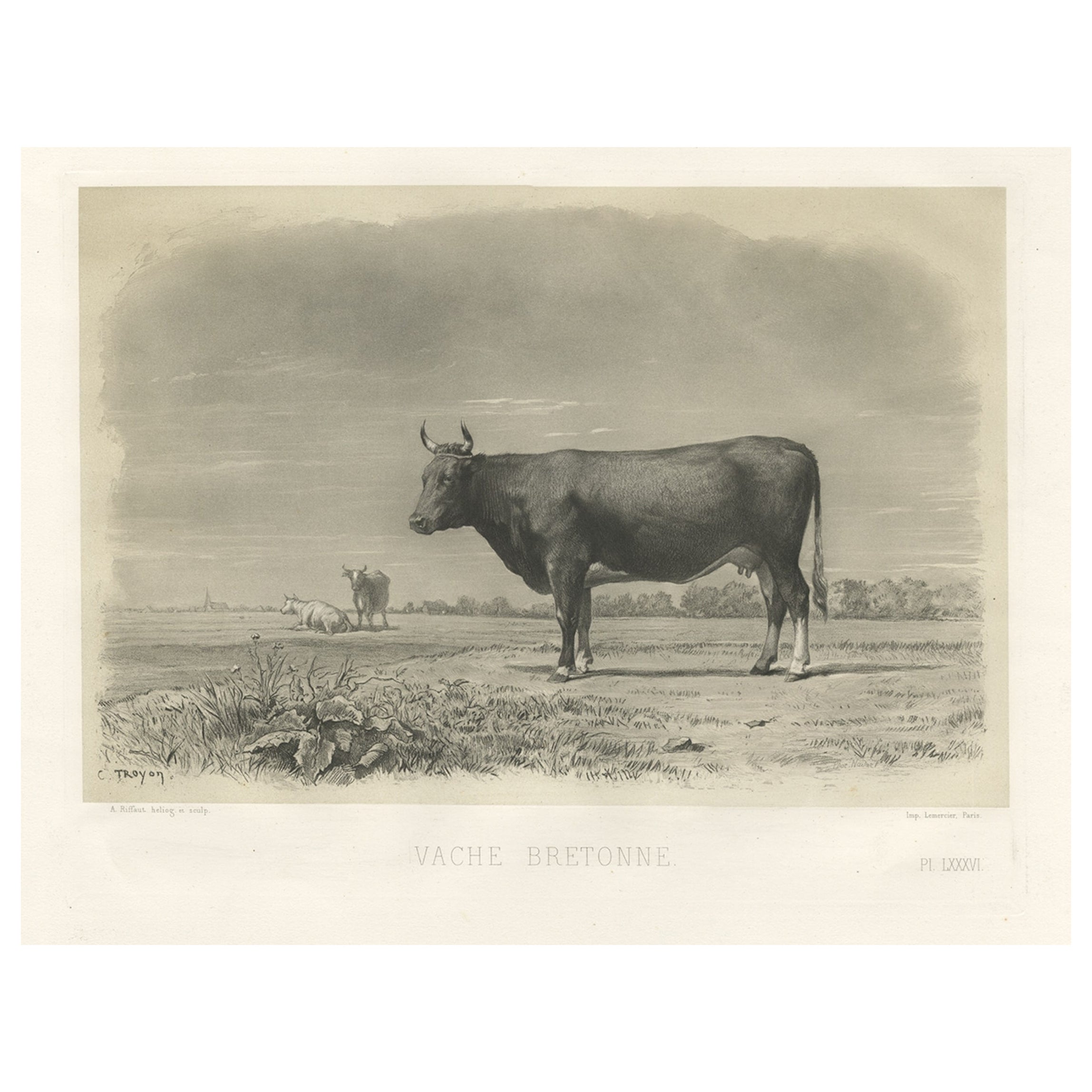 Brittany Cow 1912 old antique vintage print picture CATTLE 
